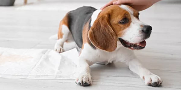 しつけ用ペットシーツ