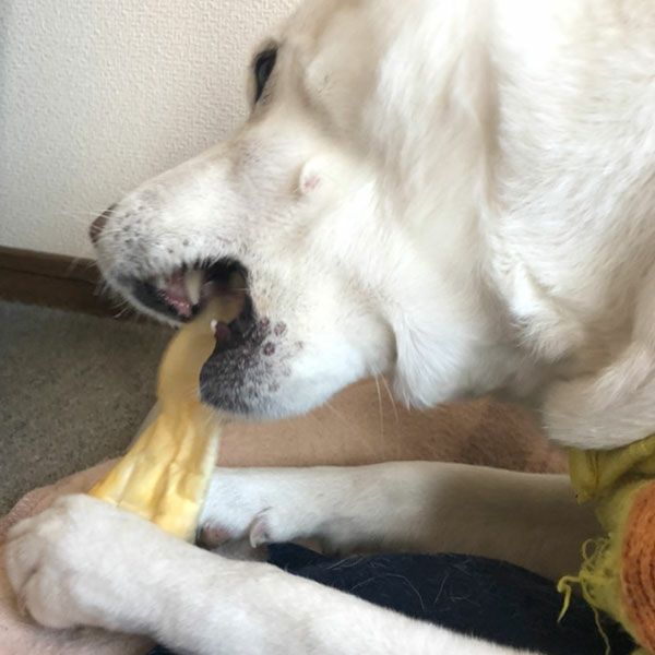 ZEAL　フリーレンジ　鹿の耳　125g